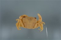 藏品(平背蜞)的圖片